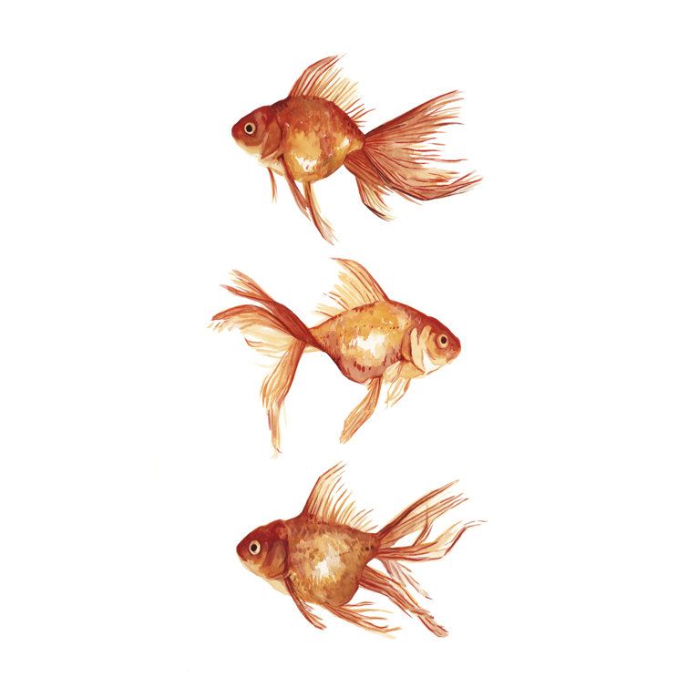 Bayou Breeze Ornamental Goldfish III by Emma Scarvey Wrapped Canvas